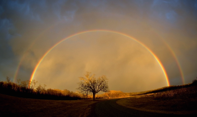 treerainbow.jpg