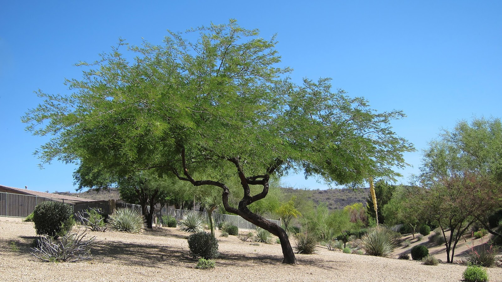 mesquite.jpg