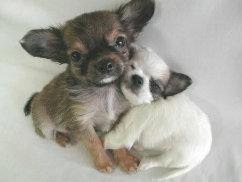 CuteHug.jpg