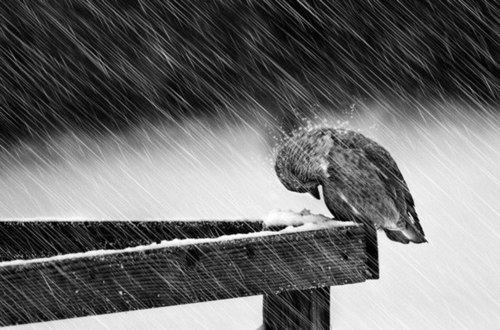 rain_poor+duck.jpg