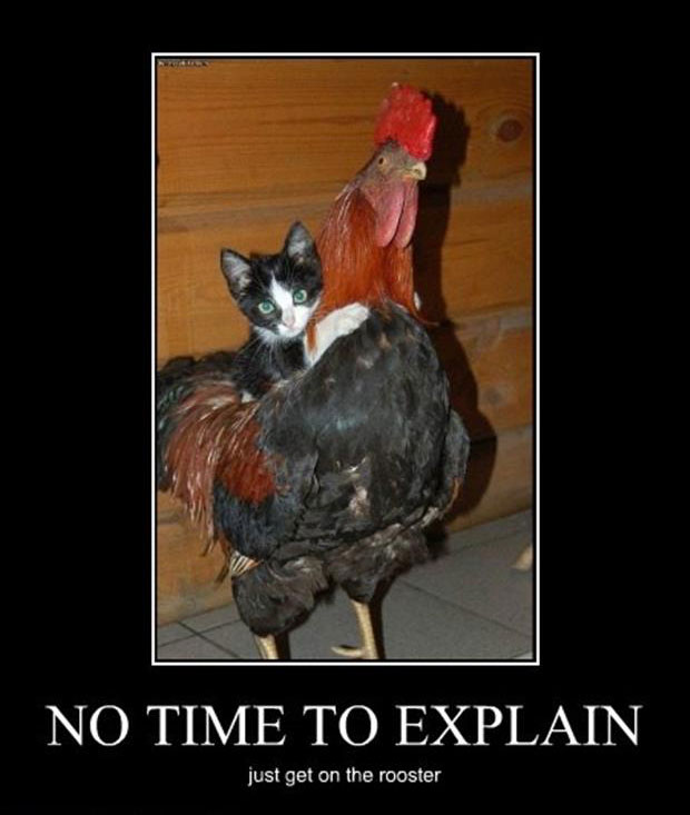 Funny-Animals-with-Captions-30.jpg