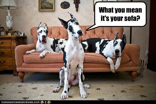 its-your-sofa.jpg