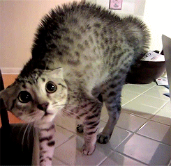 TVvVSQy.gif