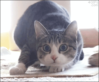 25ea6471cfdc1d807ff46752cbc53598.gif