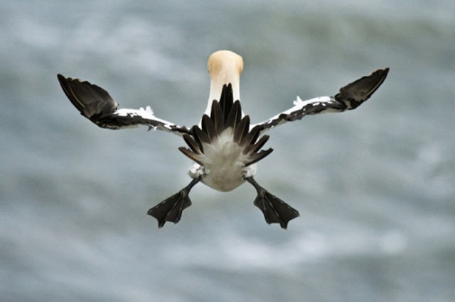 the_best_wildlife_photos_for_2011_640_07.jpg