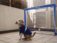 tenor.gif