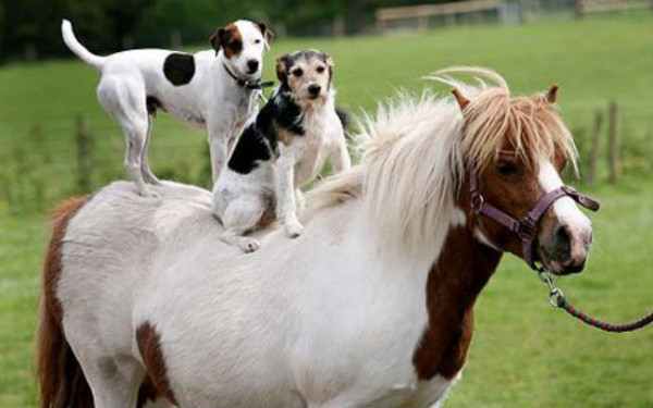 cute-pony-and-dogs-links.jpg