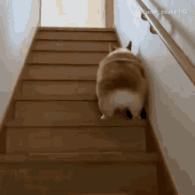 dog-bun.gif