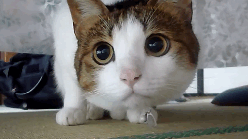 CiiKYeQ.gif