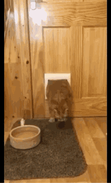 cat-stuck-cat-fun.gif