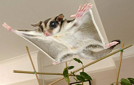 sugar_glider_possum_1sfw.jpg