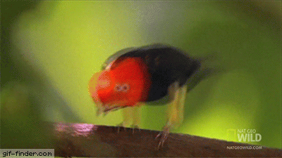 20af47e6122bc142c33690150ad9c22e.gif
