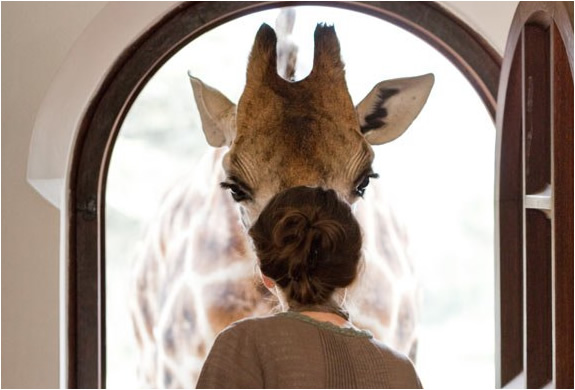 img_giraffe_manor_nairobi.jpg