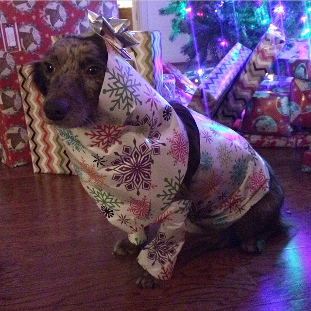 dog-wrapped-in-christmas-paper.jpg