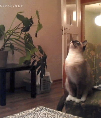 well-they-cant-be-graceful-all-the-time