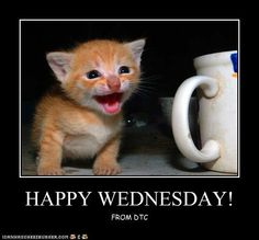 62ff50f2a95e306e418ec00f8844c8df--funny-coffee-coffee-coffee.jpg