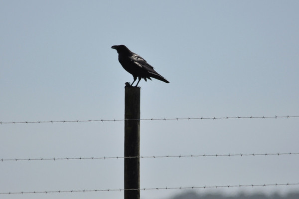 Common%20Raven%20(3)-M.jpg