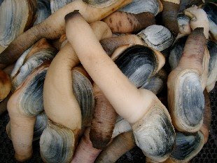geoduck.jpg