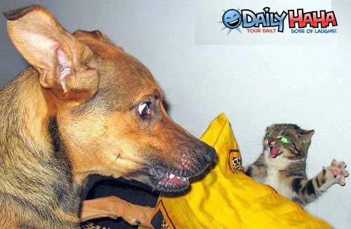 cat_dog_fight1.jpg