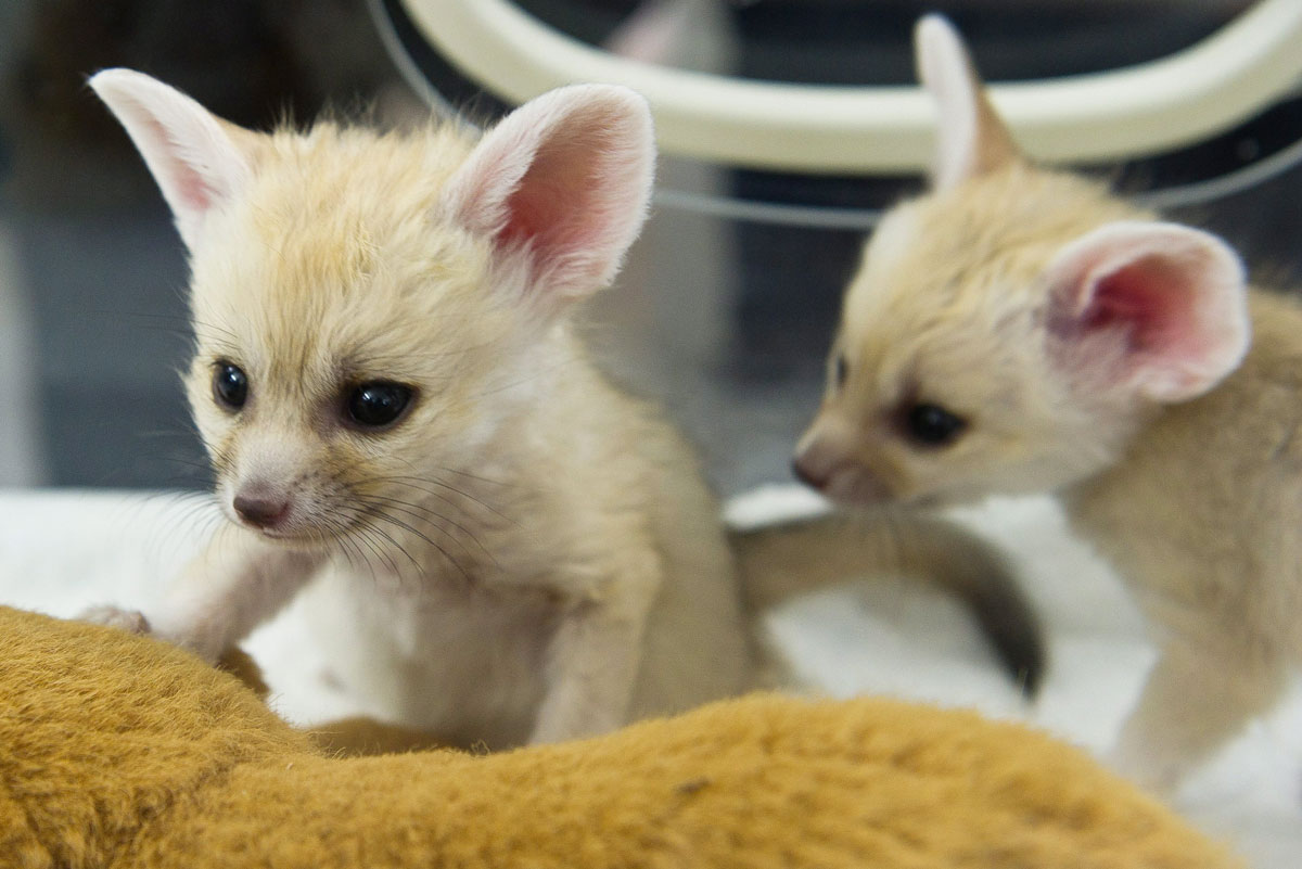 fennec-foxes-5-5.jpg