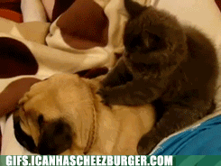 massage-the-pug