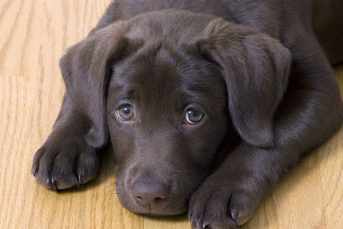 sad-puppy-1200.jpg