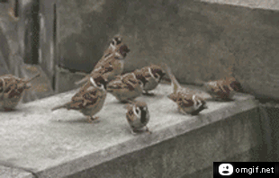 sparrow-lomgifnet