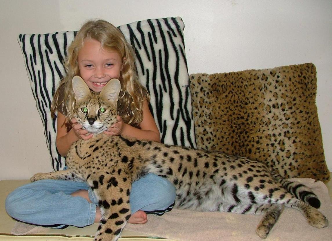 serval.jpg