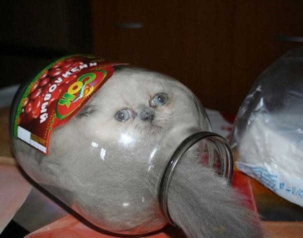 funny-liquid-cats-1-e1374009504502.jpg