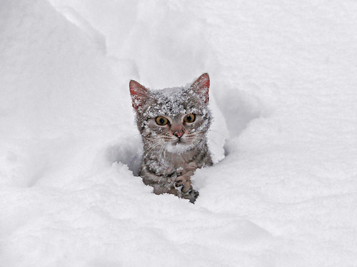 snow-animals-2.jpg