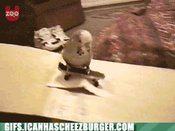 sick-moves-budgie