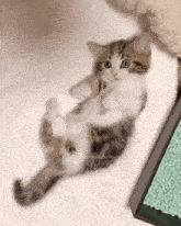 kitten-tail.gif