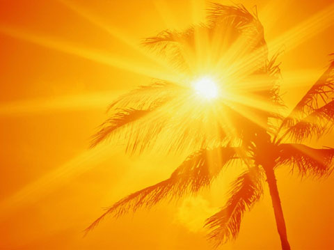 0707-03SunshinePalm.jpg