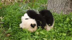 panda-gif-1.gif