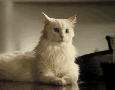catgifpage85.gif