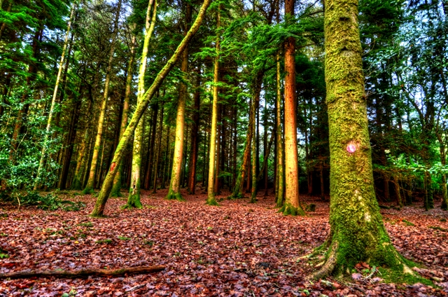 hdr-trees.jpg