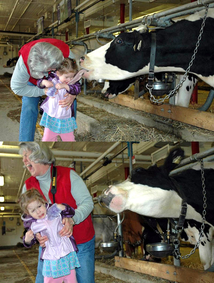 cow-kiss.jpg