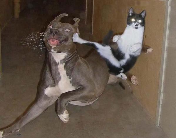 cat+vs+dog+004.jpg