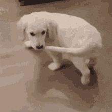 bite-tail.gif