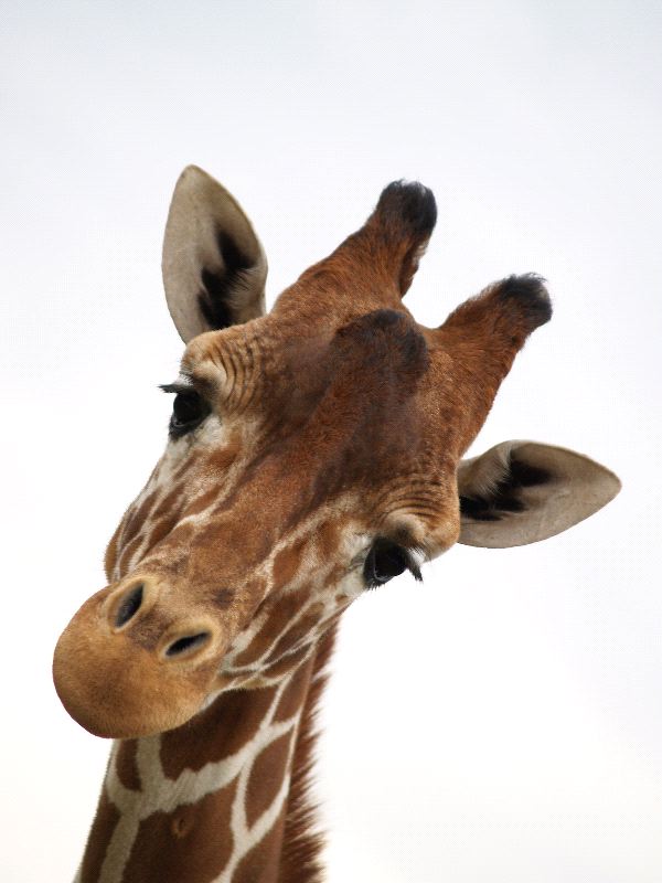 Giraffe_Face_Close-Up_600.jpg