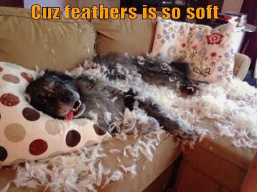 funny-dog-feathers-is-so-soft.jpg