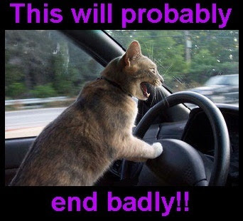 catmeme1.jpg