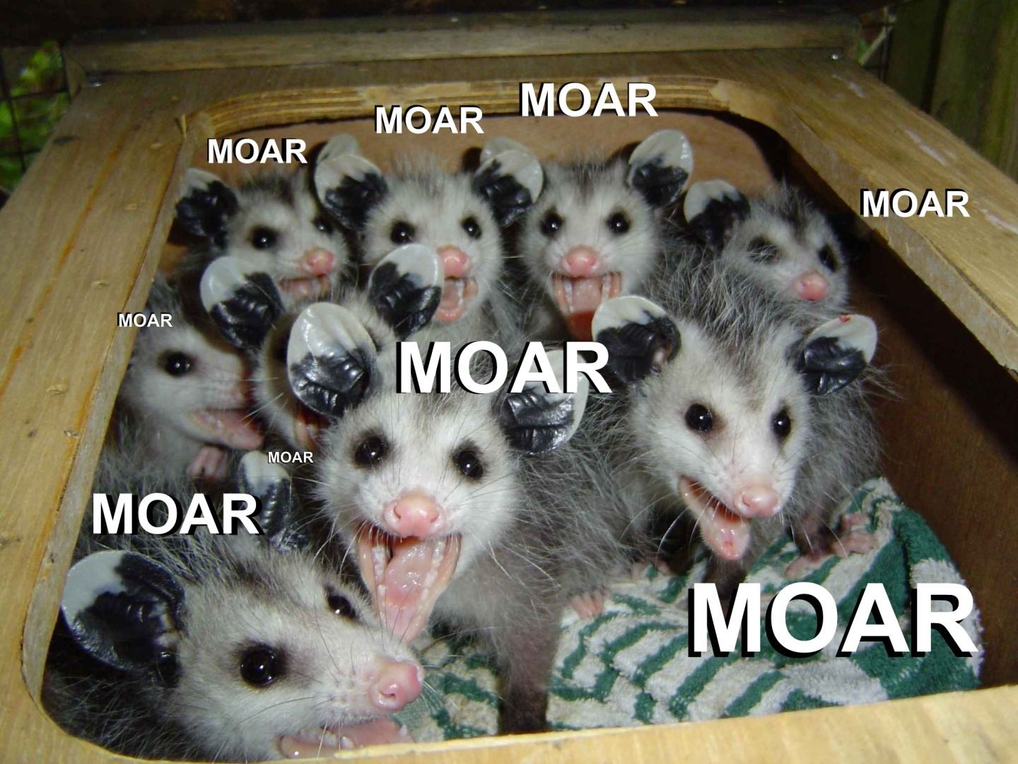 Moar.jpg