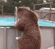 veeunus-bear.gif