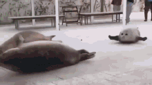 bouncing-seals-seals.gif