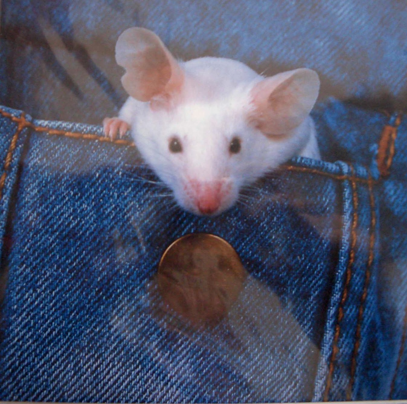 pocketmouse.jpg