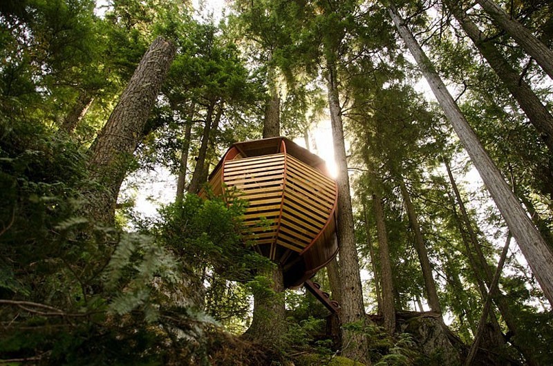 Adult-treehouse.jpg
