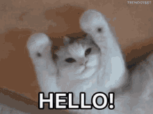 hello-there.gif