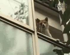 5c56dd52cf9b0cf84aa5ef2be2091808.gif