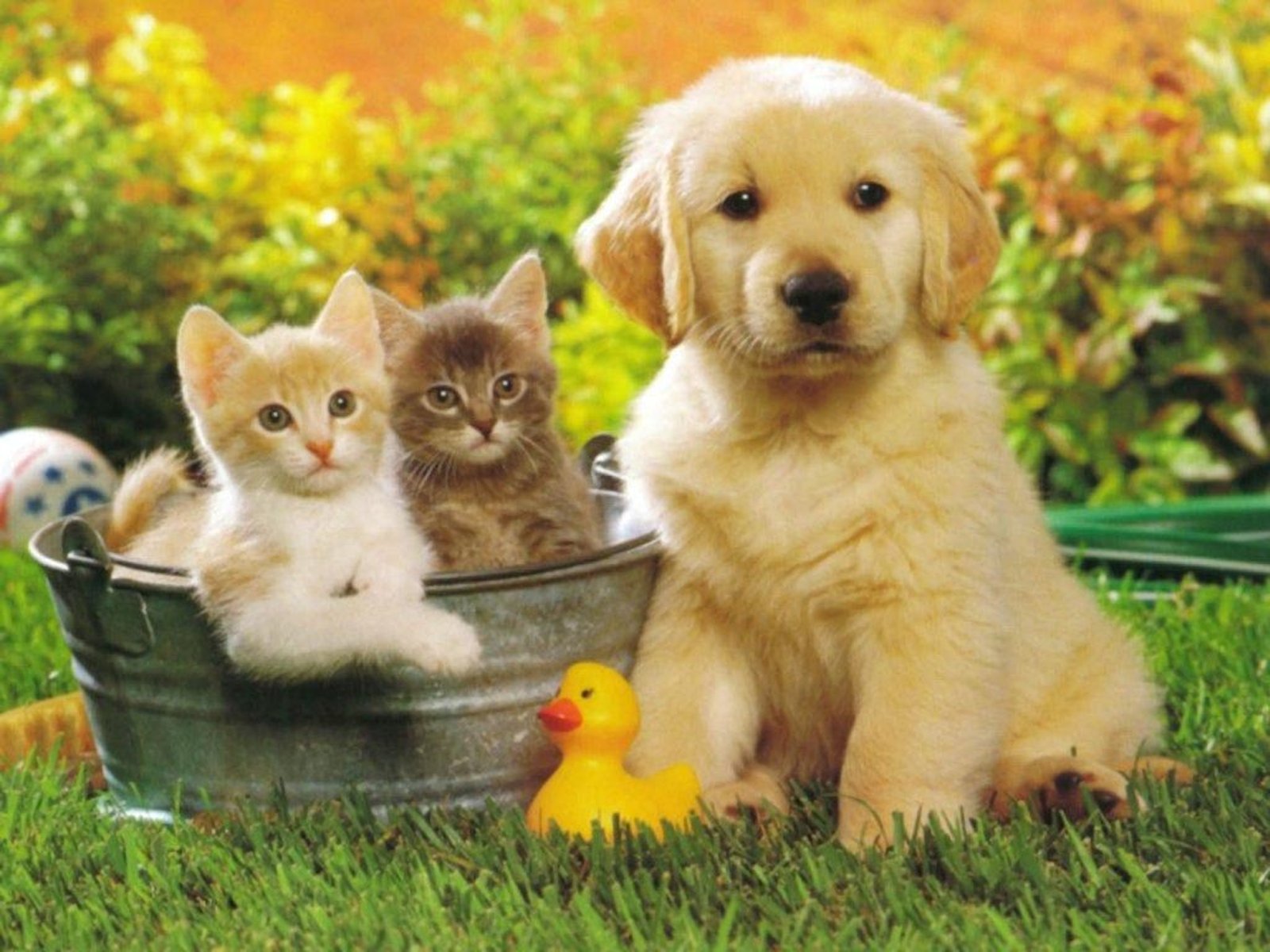 golden-retriever-puppy-and-kittens-wallpaper.jpg